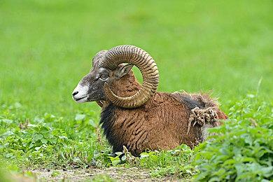 《战锤40K：爆矢枪》开发者回复 具体配置公开