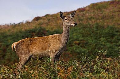 《赌场模拟器》Steam页面上线 第二季度发售